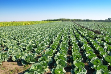 Ukraine's agricultural sector has grown by 16.7 percent