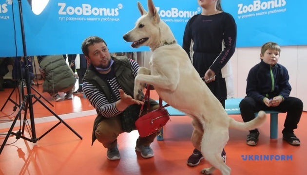 Найвищі вуха: київський пес із притулку встановив національний рекорд