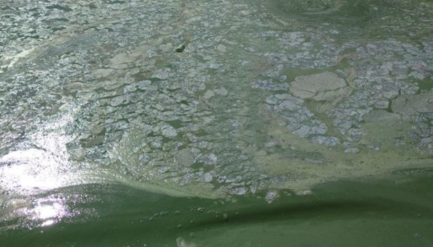 На миколаївському пляжі позеленіла вода
