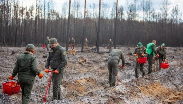 На Житомирщині відновили понад 100 гектарів пошкодженого вогнем лісу