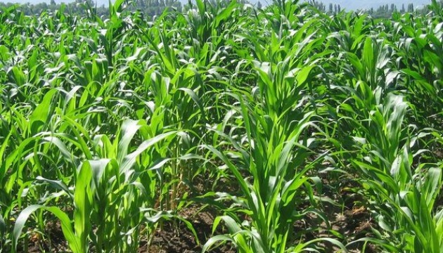 Посівні площі під кукурудзою виростуть на 16,7% - експерти
