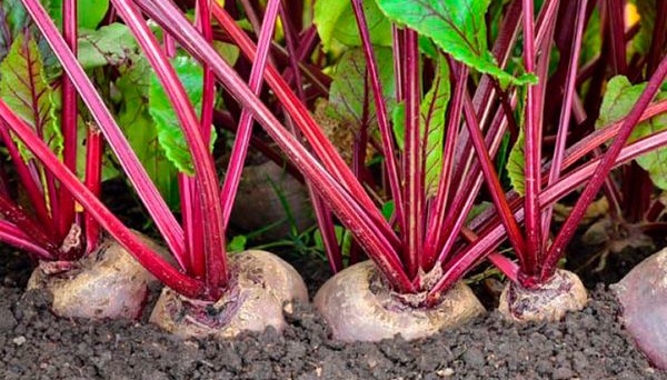 Рекордний урожай цукрових буряків у Білорусі обвалить ціни на цукор у росіян - розвідка