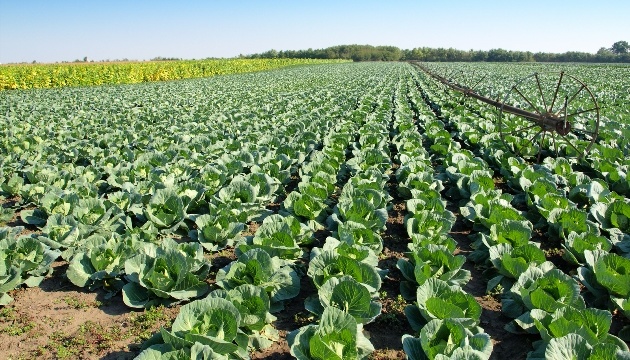 В Україні ціни на капусту впали в середньому на 22% - EastFruit