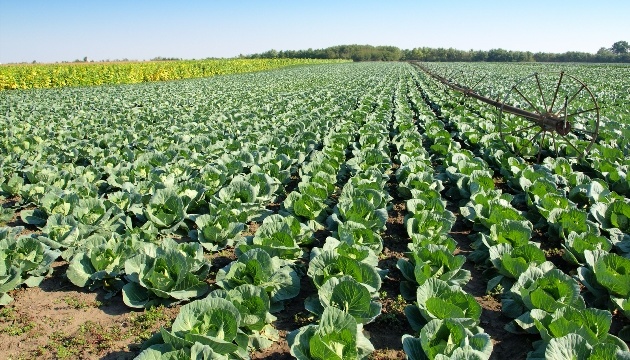 Ukraine's agricultural sector has grown by 16.7 percent