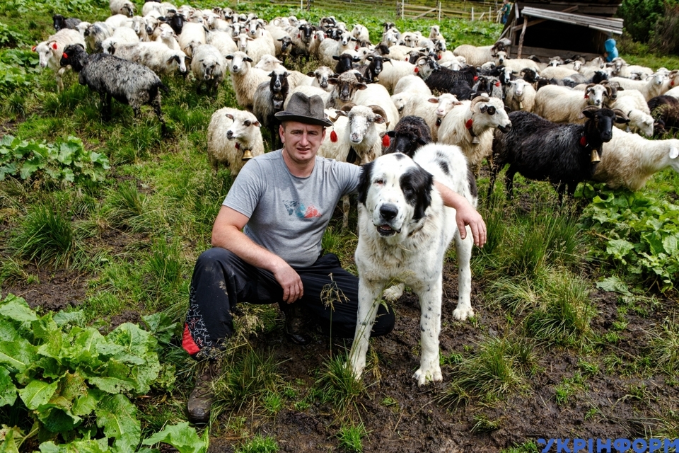 Карпатські вівчарі тримають собак, схожих на овець ФОТО