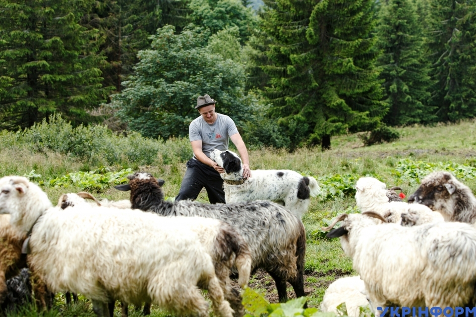 Карпатські вівчарі тримають собак, схожих на овець ФОТО