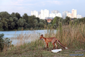 Most cases of rabies in Ukraine occur in foxes, dogs and cats in H1 2025