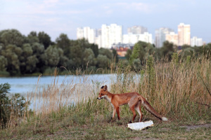 Шептицкий в нескольких ипостасях,