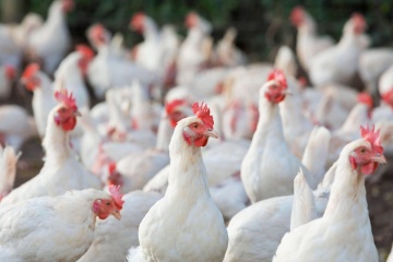 Russische Invasion: Region Cherson droht Hühnermassensterben und ökologische Katastrophe