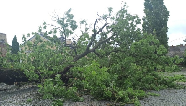У Луцьку злива зламала 200-річний Лесин ясен