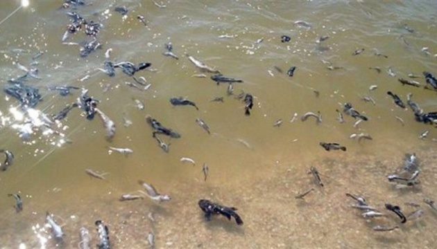 На Миколаївщині зафіксували масовий мор риби