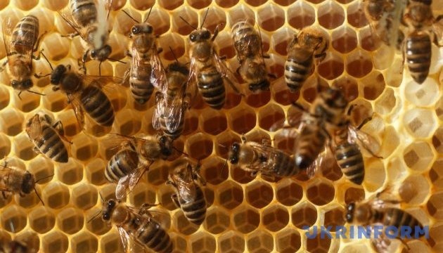 CCI: Gobierno asigna UAH 150 millones para apoyar la industria de la apicultura 