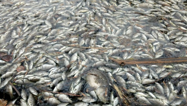 На Харківщині поблизу бази відпочинку виявили масову загибель риби