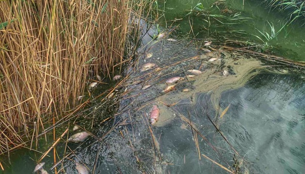На Одещині виявили масову загибель риби в Кучурганському водосховищі