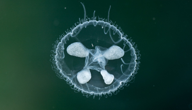 У водах Дніпра оселилися амазонські медузи 