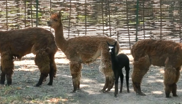 У Київському зоопарку народилася альпака