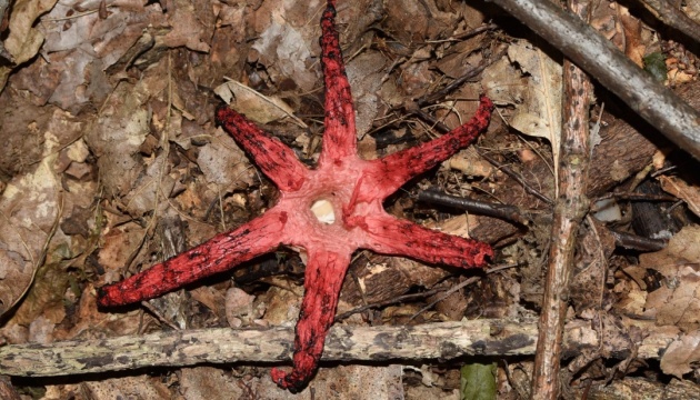 На Франківщині знайшли червонокнижний гриб-квітохвісник