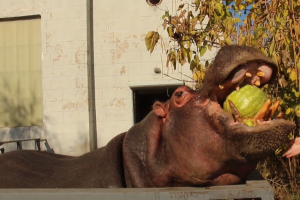 Tag der Wassermelone: Tiere in Charkiwer Zoo naschen Wassermelonen