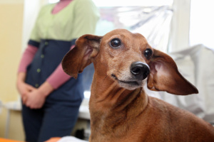 Росія вдарила по собачому притулку у Запоріжжі: багато постраждалих тварин