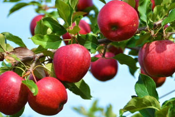 Україна втратить частину врожаю ранніх яблук та кісточкових фруктів через заморозки