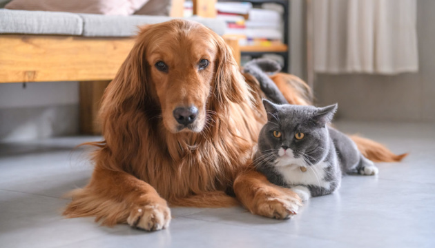 Google разработал функцию для владельцев домашних животных