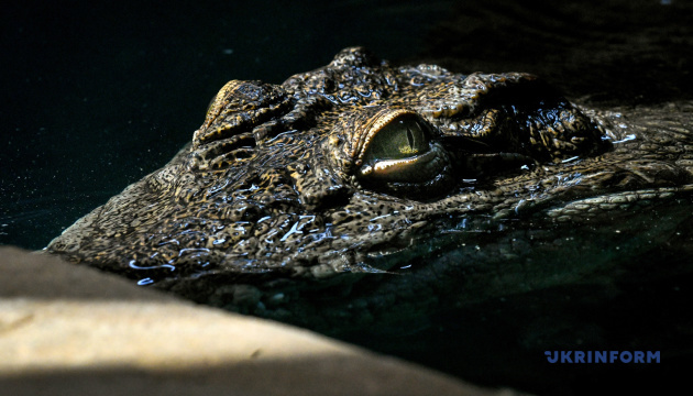 На півдні Китаю із ферми втекли понад 70 крокодилів