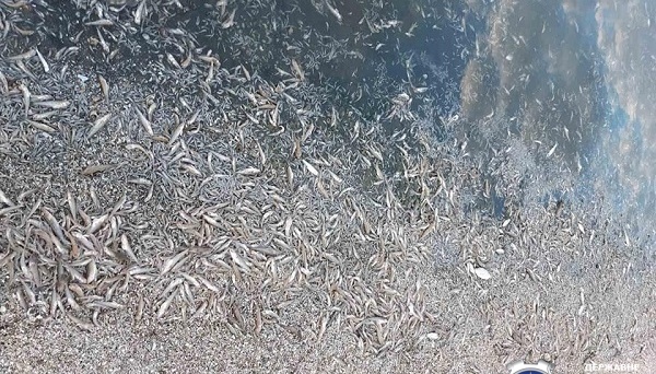 На Дніпровсько-Бузькому лимані загинули близько 1,6 мільйона риб