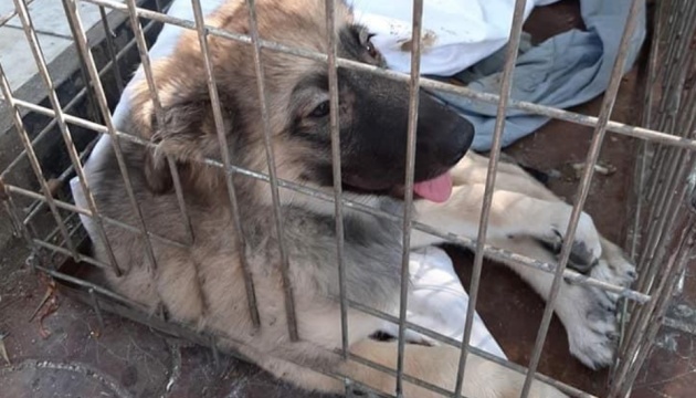 У Бердянську живодер скинув собаку з мосту, йому загрожує до 3 років за ґратами