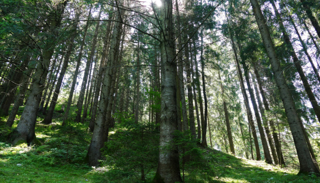 Україна має право обмежити експорт лісу за певних умов – рішення арбітражу