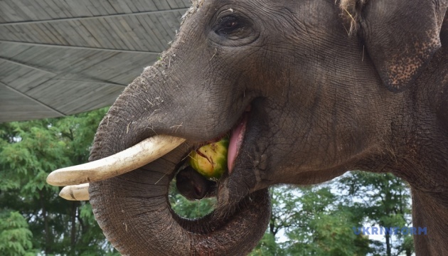 Кличко у зоопарку погодував кавунами слона і бегемота