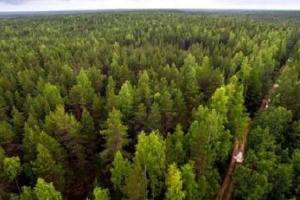 На Миколаївщині прибуває вода, затоплені 3000 гектарів лісів