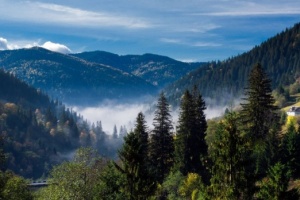 Суцільні рубки лісу в Карпатах будуть заборонені через три роки - постанова