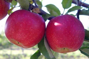 Belarús aumenta las importaciones de manzanas de Ucrania 