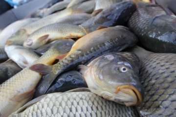 Ukraine increases fish and crustacean exports