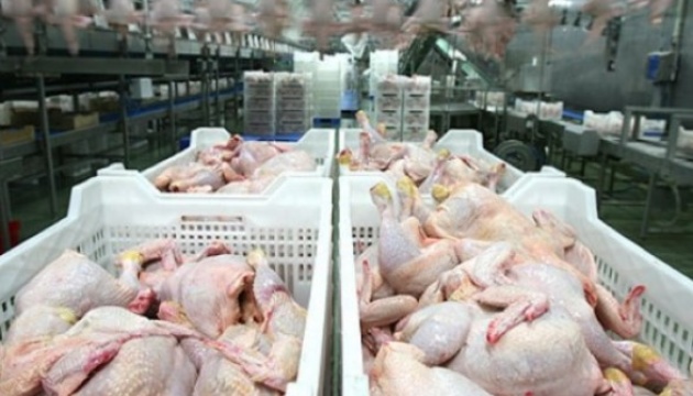 МХП у другому кварталі експортував понад 88 тисяч тонн курятини