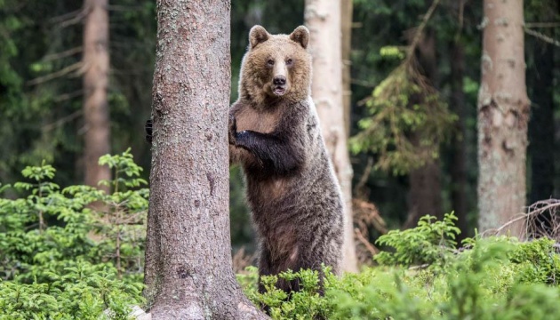 Американку засудили за небезпечне наближення до ведмедя у нацпарку