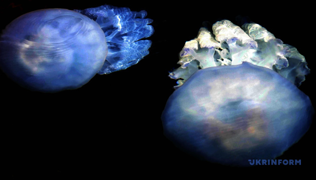 Що робити, коли вжалила медуза — поради МОЗ