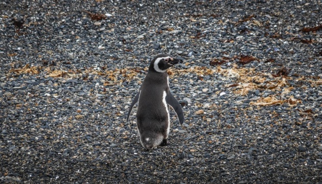 У Бразилії захисна маска вбила пінгвіна