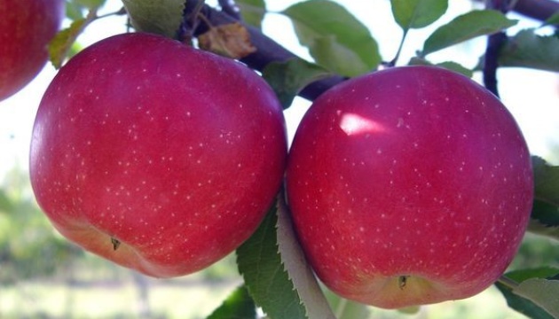 Belarús aumenta las importaciones de manzanas de Ucrania 