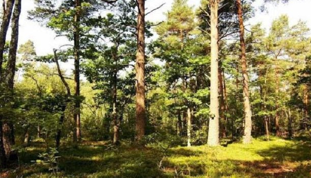 IKEA викупила у Штатах тисячі гектарів лісу для збереження екосистеми