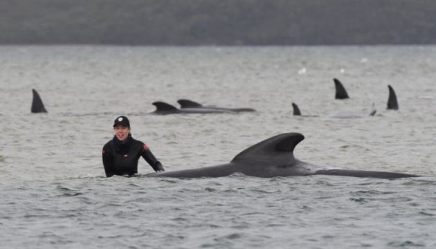 В Австралії на берег викинулися 270 китів, щонайменше третина загинула