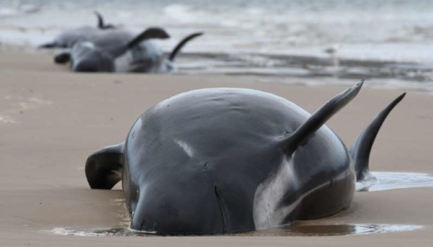 Вчені пояснили, чому сотні дельфінів-гринд викинулися на берег в Австралії