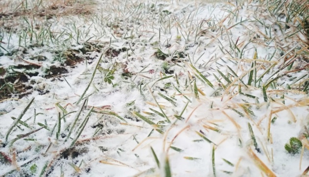 У Карпатах випав сніг