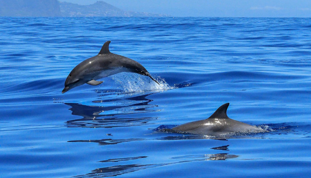 Ukrainian border guards rescue dolphin in Sea of Azov