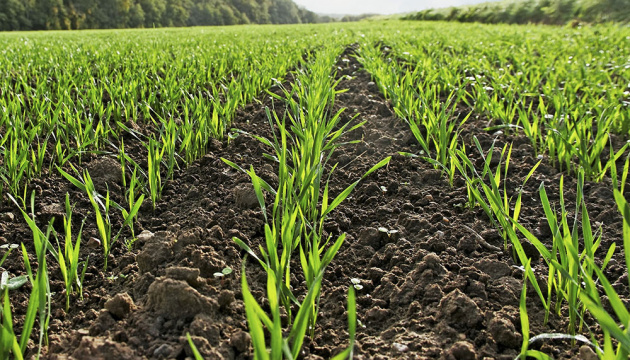 Ukrainian farmers already sown winter grains on 27% of planned area