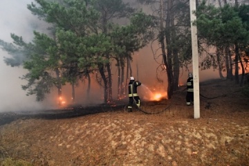 Un violent feu ravage la forêt dans la région de Louhansk, au moins 5 personnes ont péri