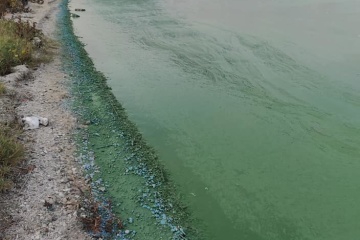 У Миколаєві позеленіла вода Бузького лиману