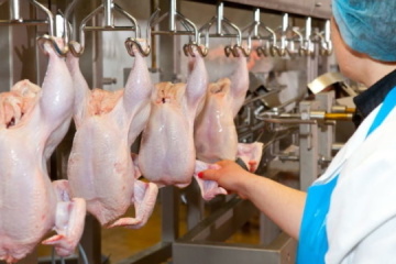 МХП відновив потужності виробництва курятини