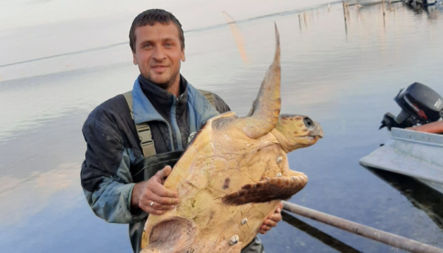 На Херсонщині рибалки впіймали середземноморську черепаху