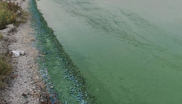 У Миколаєві позеленіла вода Бузького лиману